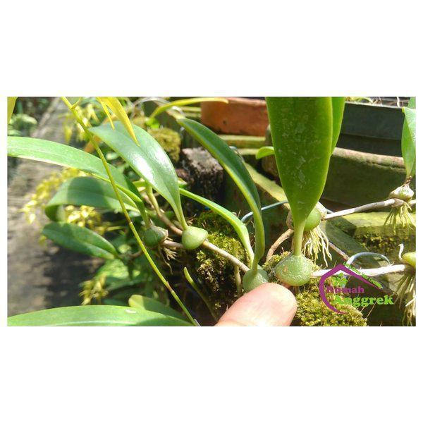 BARU Paling Laris Bulbophyllum Clorantum Dewasa Spesies Anggrek Bulbo Mini