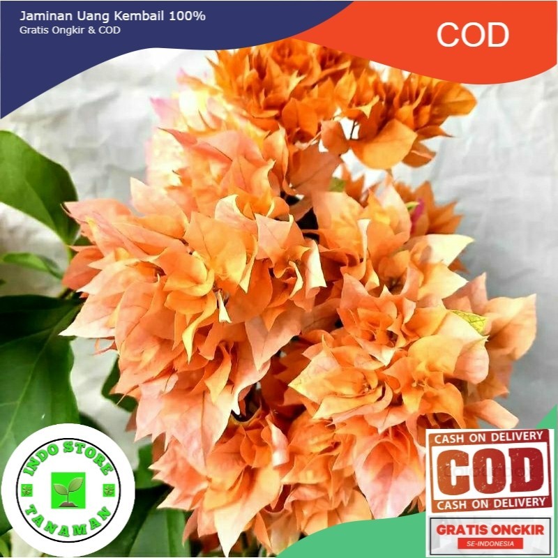 TERLARIS 11.11 Bougenville Hawai Orange Bunga Hias (COD)