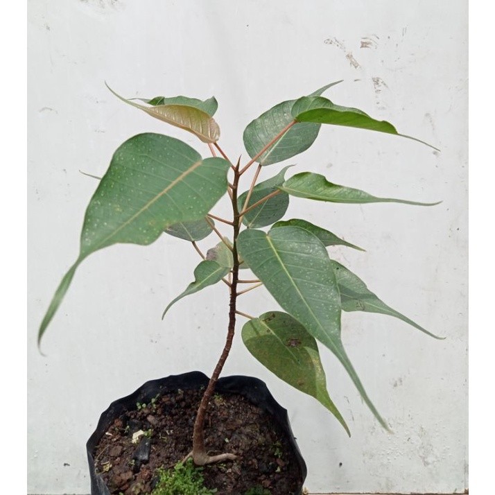 Pohon Bodhi - Ficus Religiosa