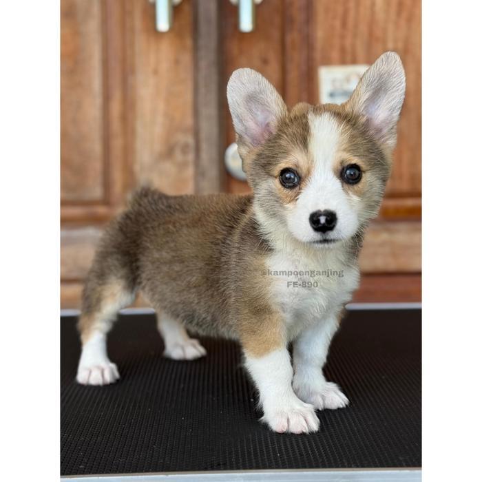 Anjing Corgi Betina Imut dan Siap Menjadi Teman Setia Anda 890