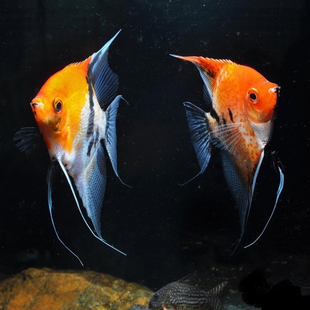 ikan hias manfish red devil ( SEPASANG  )koi warna 3-5 cm cm aquascape angelfish