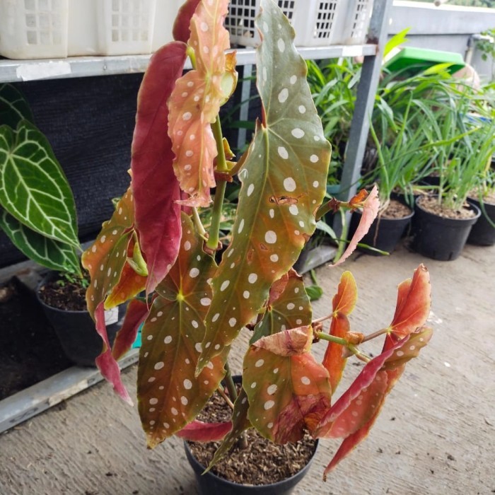 tanaman hias begonia polkadot, foto asli, ukuran besar tinggi