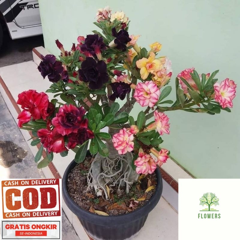 Adenium Kamboja / Adenium Kamboja Bunga Tumpuk / Adenium kamboja Jepang / Adenium kamboja 1000 Batan