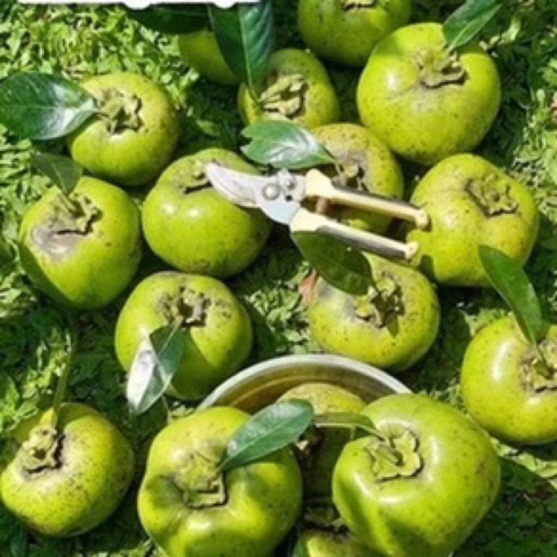 Bibit Buah Black Sapote / Sawo Hitam (Tinggi -+20-40cm)