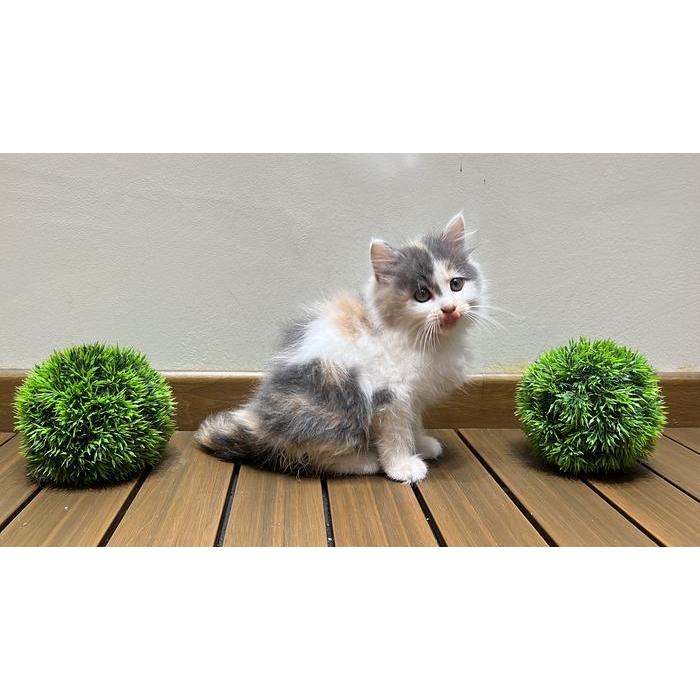 Kucing persia calico dilute longhair medium platnose
