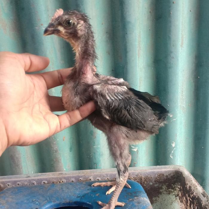 Bird.ID ayam pelung anak
