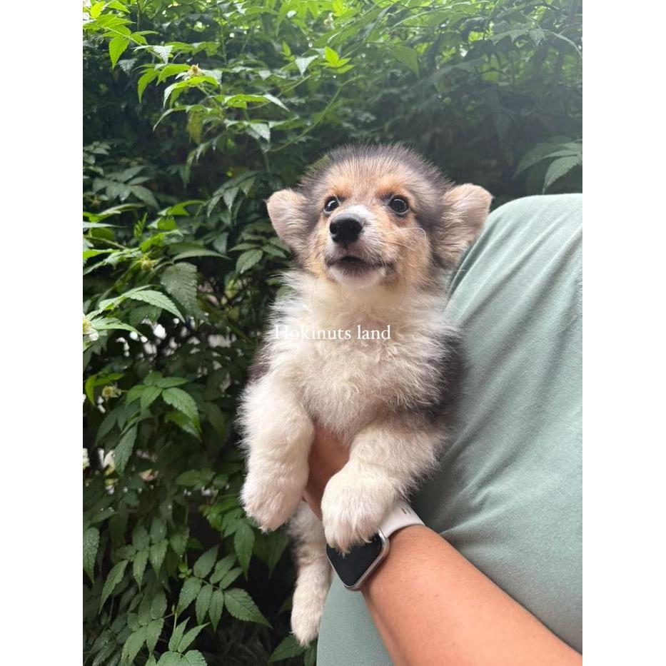 Dijual anak anjing puppy Corgi jantan betina male sable stambum female