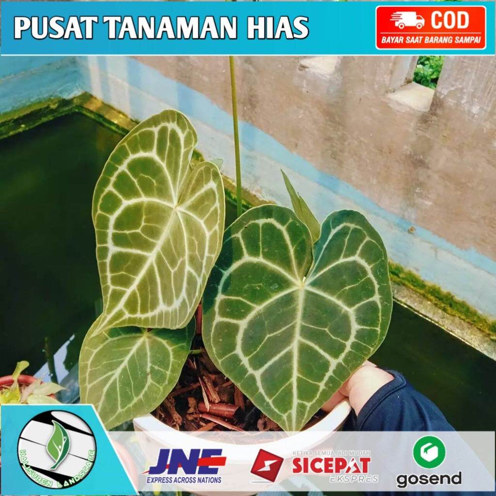 Promo tanaman hias kuping gajah / tanaman kuping gajah mini