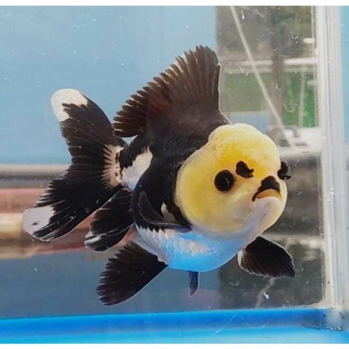 IKAN HIAS KOKI XL ORANDA TRICO TRICOLOUR PANCAWARNA PANDA BIG SIZE HIGH QUALITY