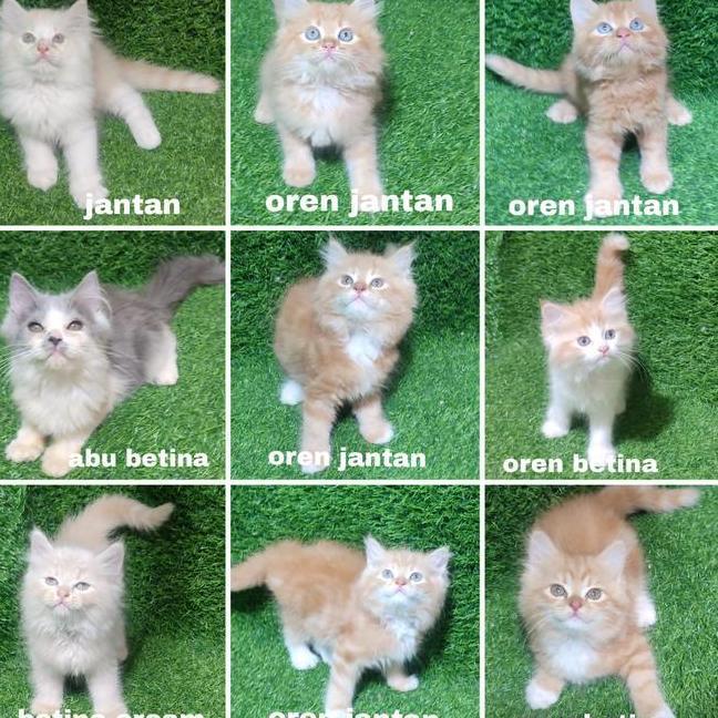 Jual Kitten Persia Anak Kucing Angora Flatnose 1 Ekor Kucing Dengan Pilihan Warna Jantan Oren Jantan