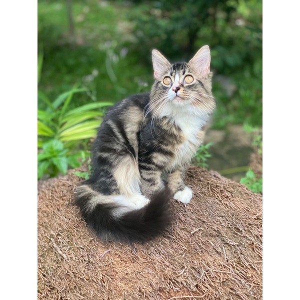 kucing mainecoon kitten jantan
