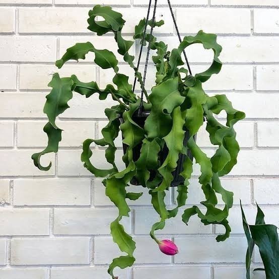 NEW tanaman hias wijaya kusuma tanduk - bunga hias gantung - wijaya keriting