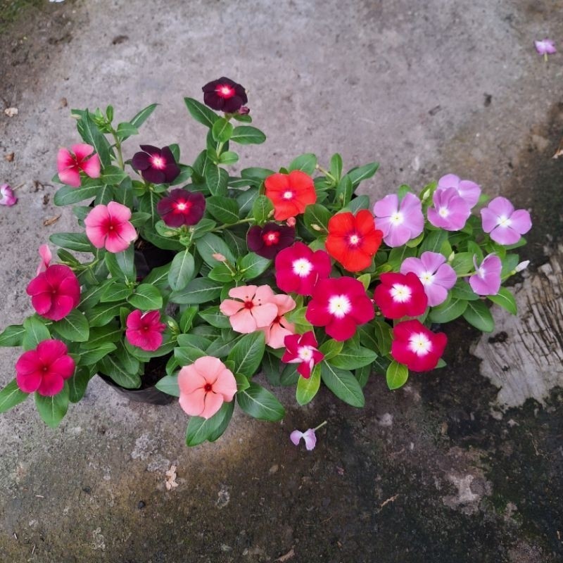 TANAMAN VINCA / POHON VINCA  / BIBIT VINCA / PLANT VINCA / BUNGA TAPAK DARA / POHON TAPAK DARA