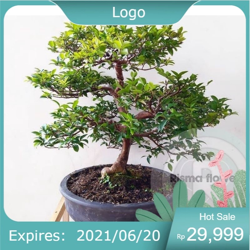 Tanaman hias pohon anggur brazil siap bonsai / bonsai anggur brazil / tanaman pohon anggur brazil si
