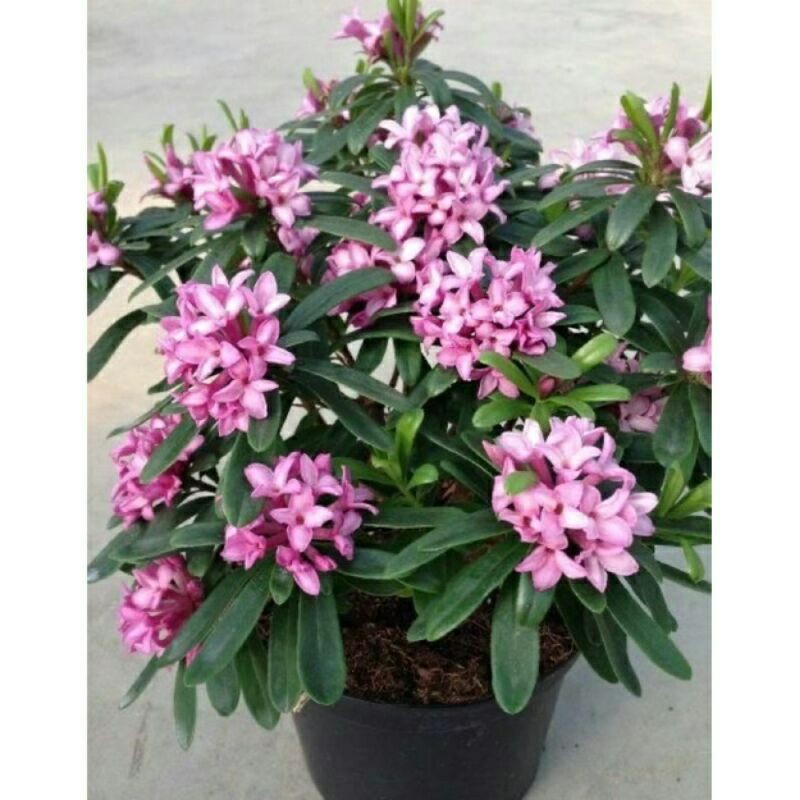 bunga Asoka ungu/tanaman Soka ungu