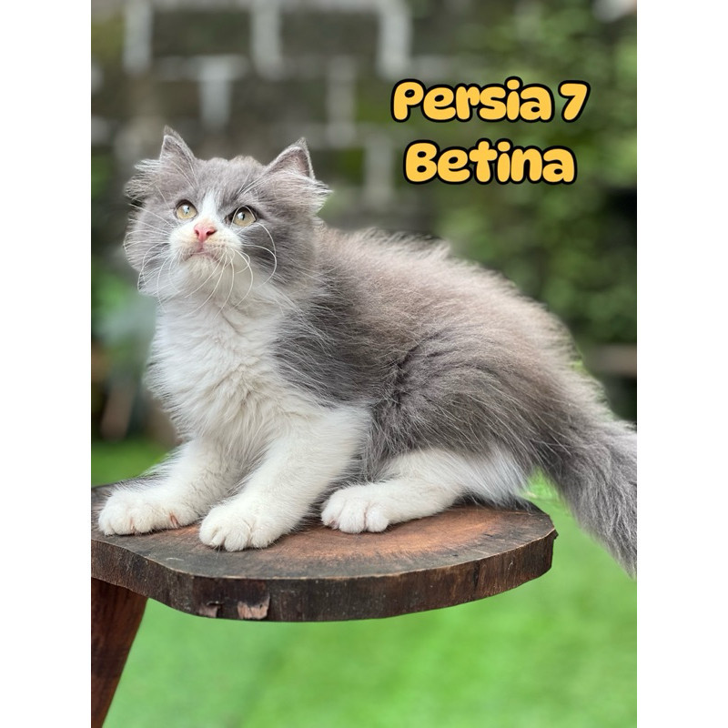 kucing persia himalaya flatnose peaknose kitten longhair