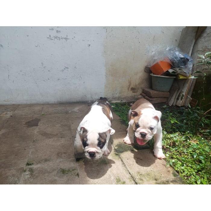 anjing English bulldog anakan