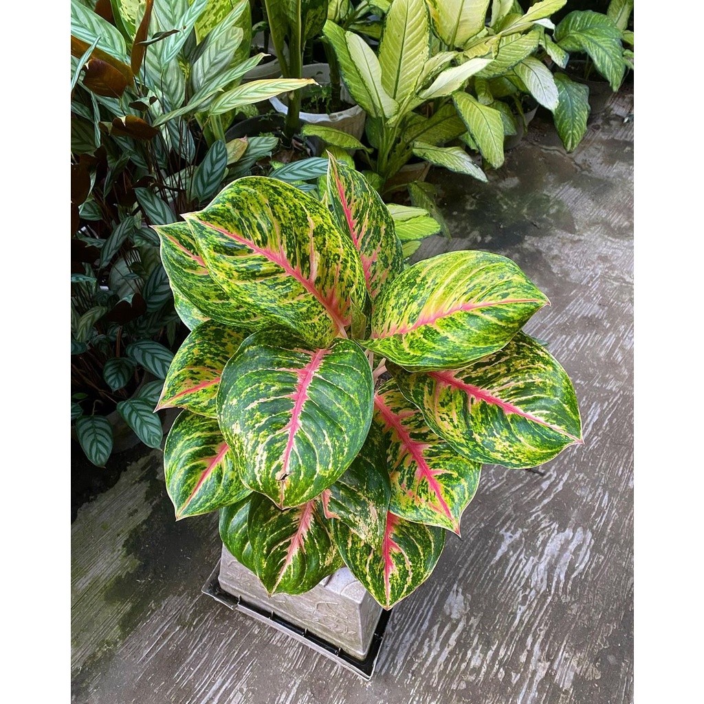 READY (PROMO) Aglonema Big Papa Jumbo Rumpun Bawa Anak Asli Cakep Banget