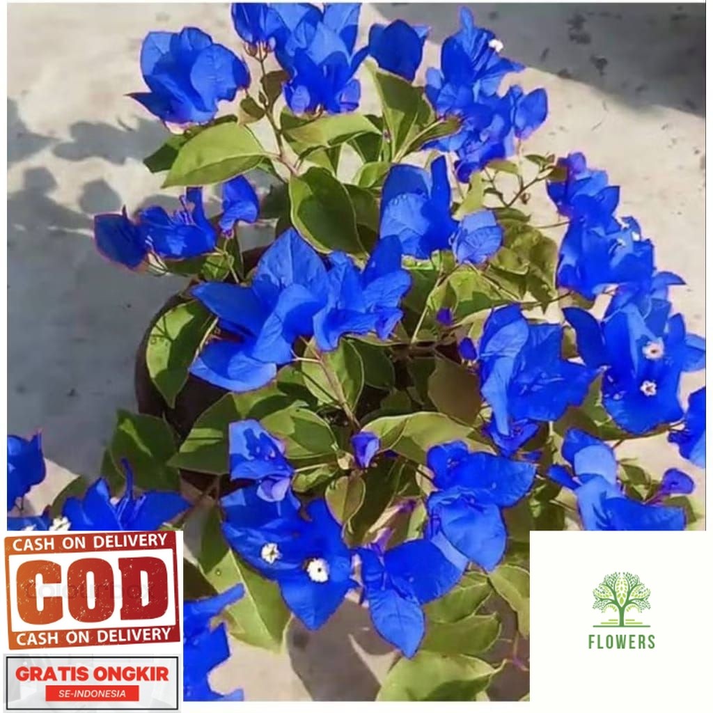 PROMO BOUGENVILLE BUNGA KERTAS WARNA BIRU - BUGENVIL SIAP TANAM