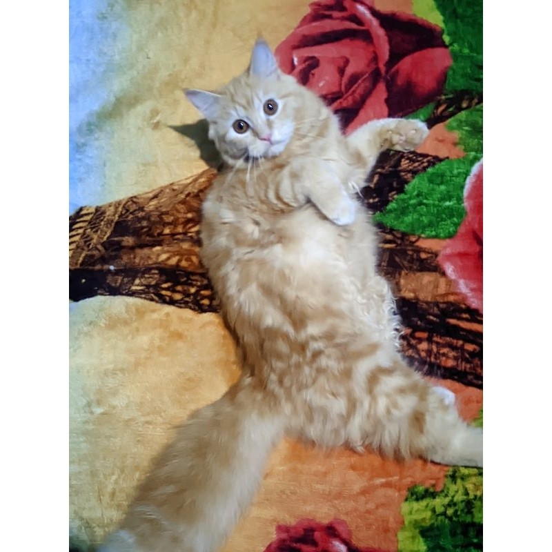 kucing kitten persia