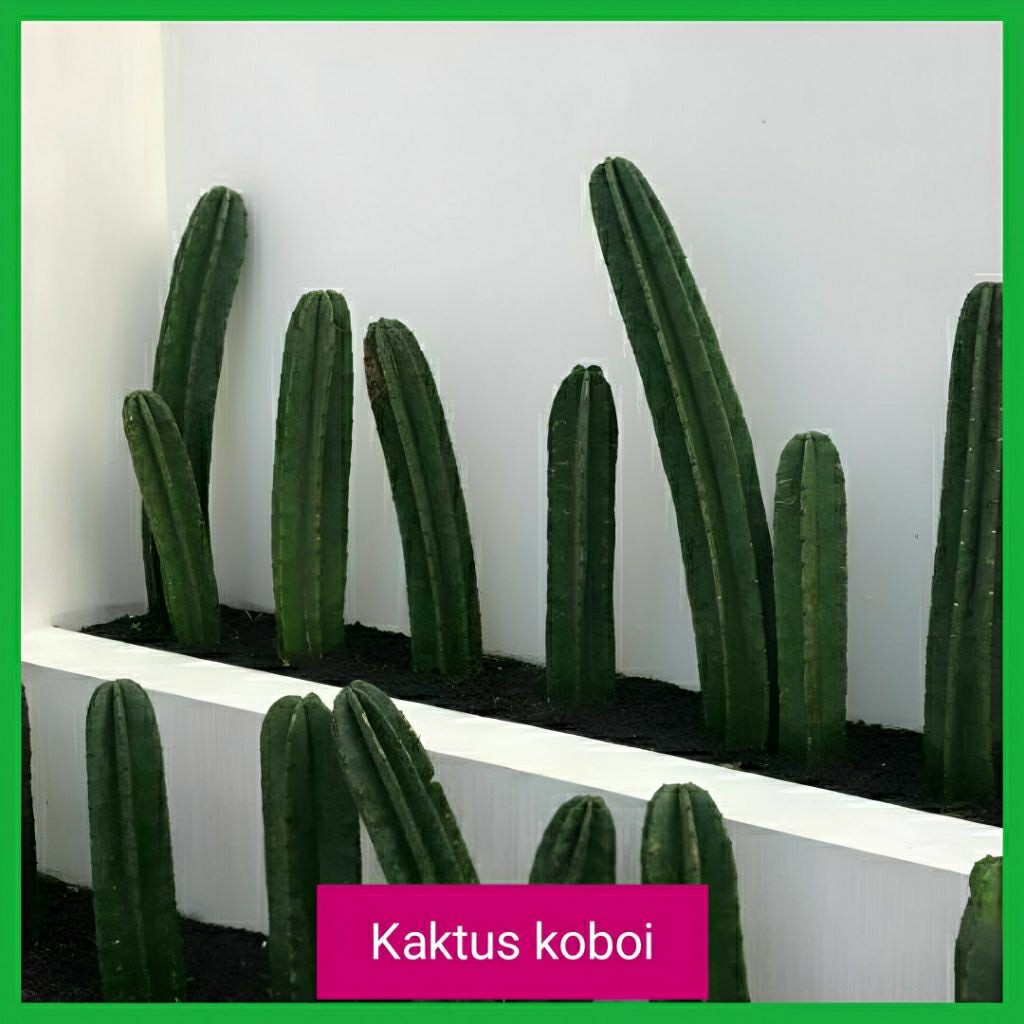 Tanaman Kaktus Koboi - Kaktus Koboi Tanpa Duri Tinggi ±30cm