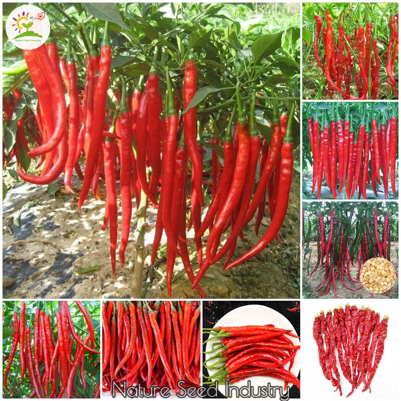 isi 50 Benih Cabai Keriting Ritcha, Benih Unggul Cabe Keriting Hibrida Bibit Super Cabe Keriting Ped