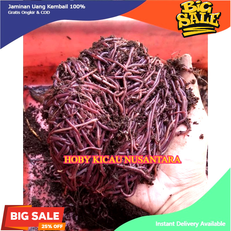 Cacing Tanah ANC - Cacing Tanah Merah - Cacing Tanah Tiger - Cacing Tanah Lumbricus Hidup - Umpan Ma