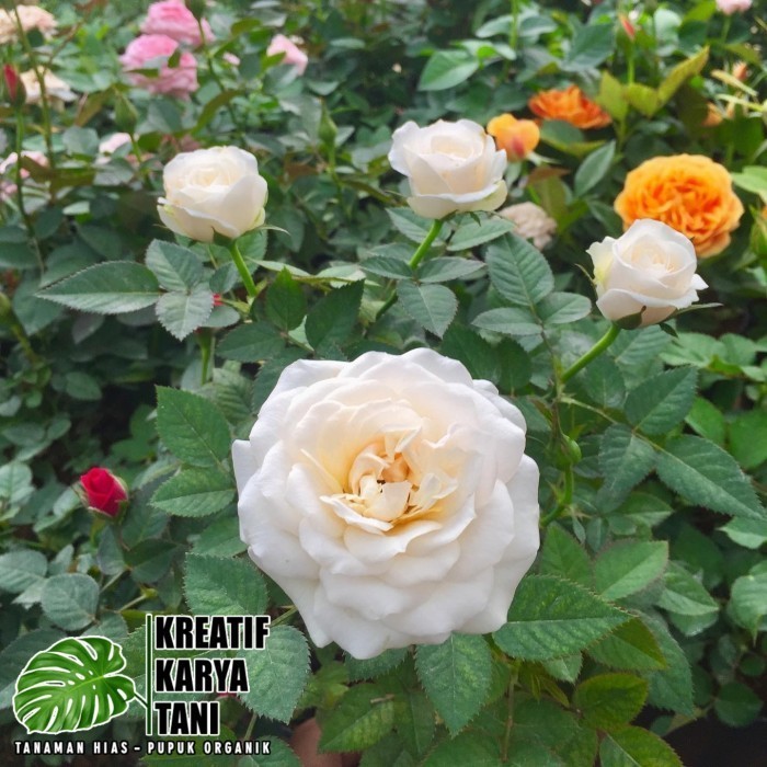 Tanaman hias bunga mawar - pohon mawar asli hidup