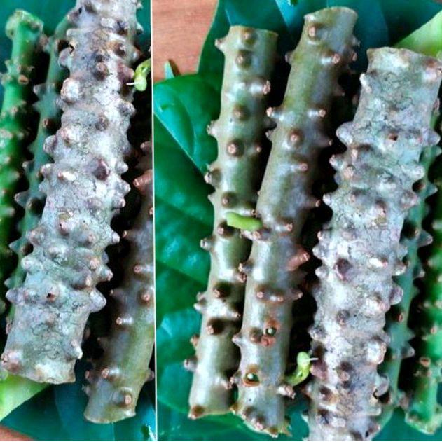 C0D Brotowali/batrawali buat sapih anak per 200gr segar fres siap kirim Kandungan