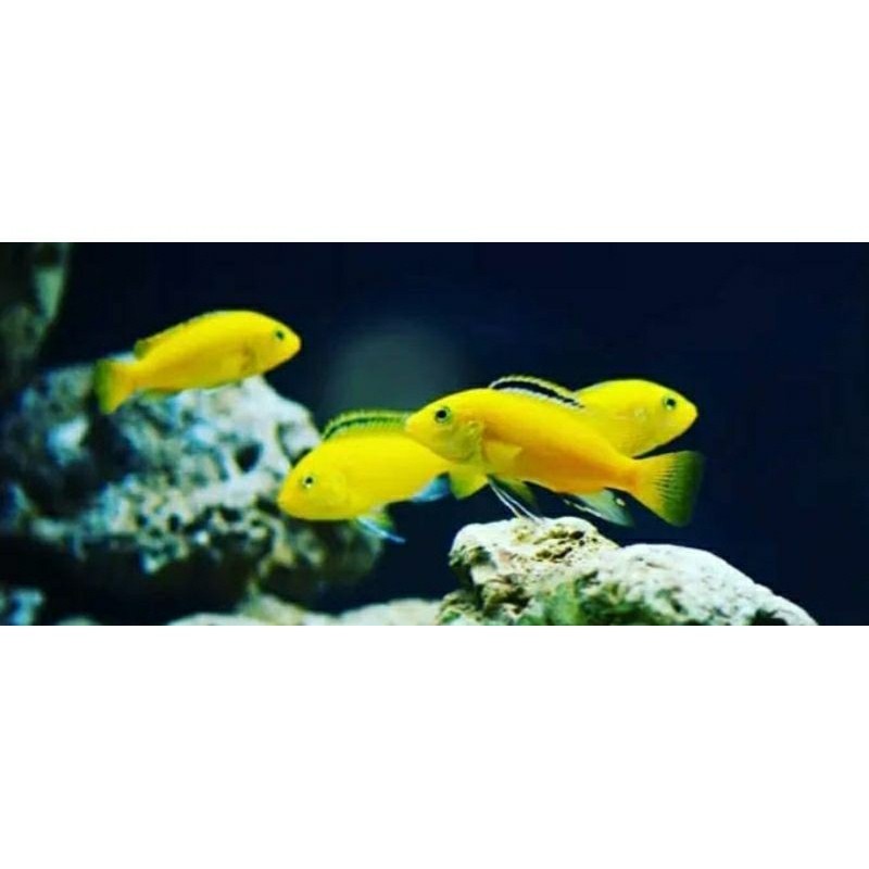 ikan hias Lemon ISI 4 / ikan lemon / ikan kuning / ikan yellow fis/ ikan cicilid / siklid / ikan kun