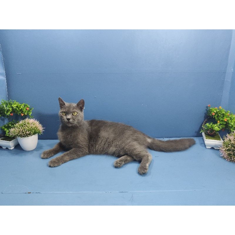 kucing British blue rusian