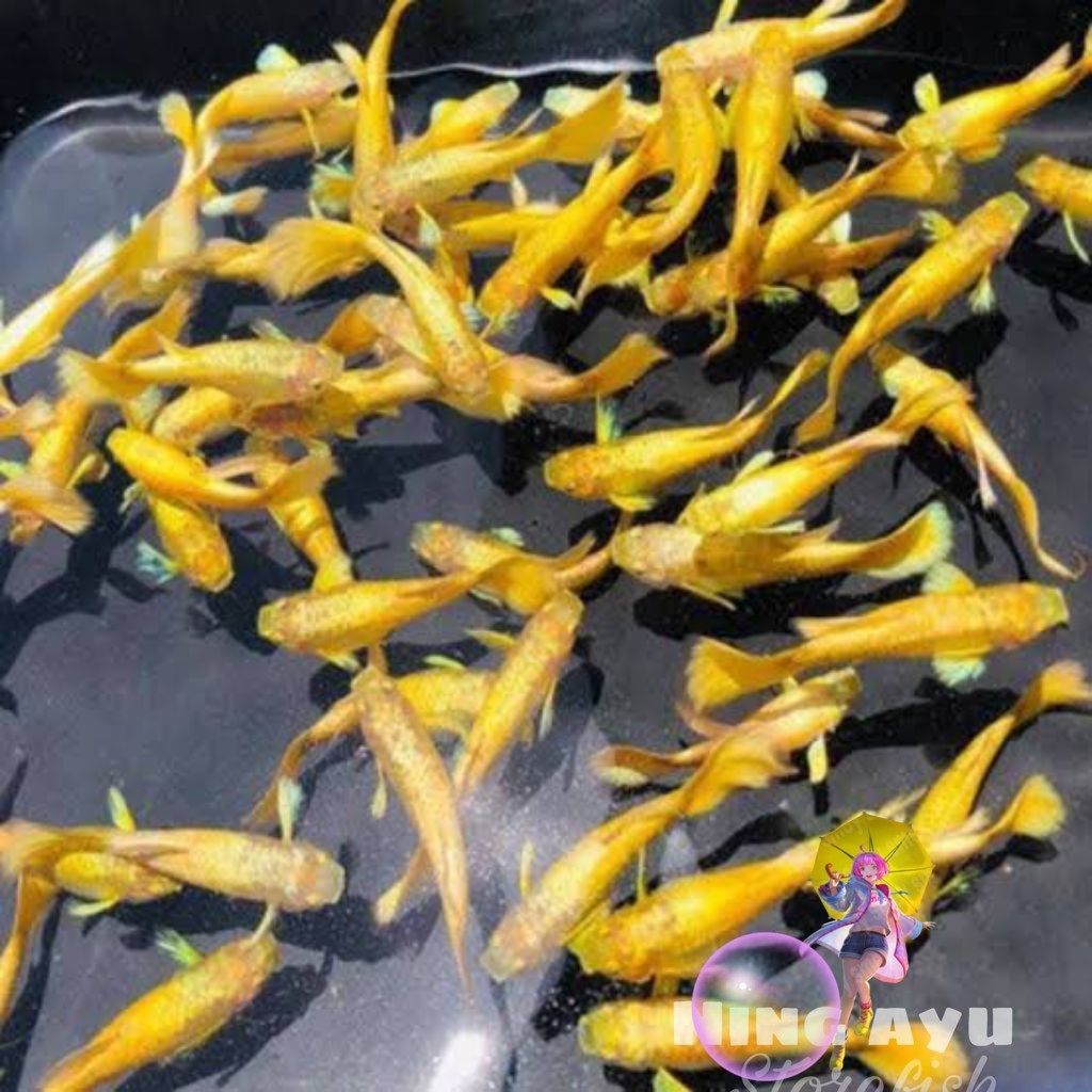 Hiasan Aquarium Ikan Guppy Albino Ful Gold Lockal