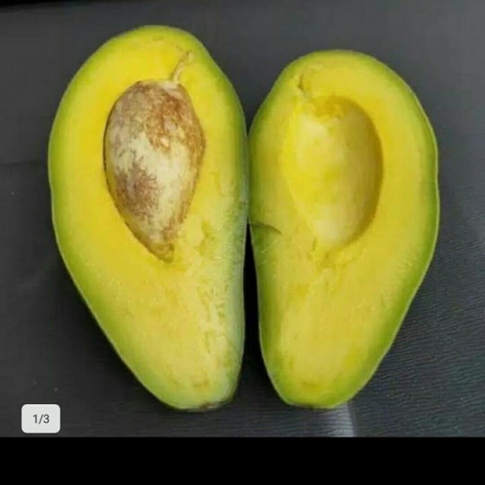 bibit alpukat aligator jumbo