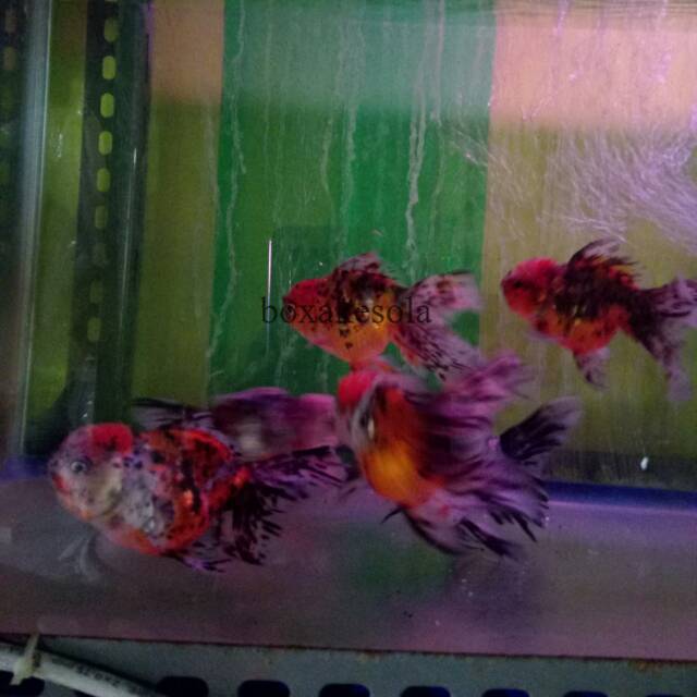 Ikan Hias Koki Jumbo Sehat Dan Gemuk