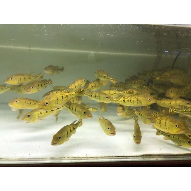 Pbass Kalberi Ikan Hias Sehat 7-8 cm  Lincah hiasan Aquarium