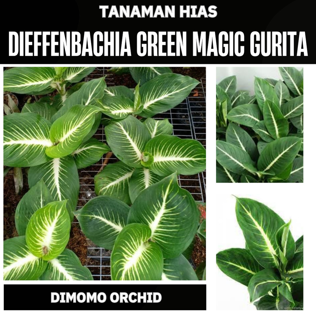 TANAMAN HIAS DIEFFENBACHIA GREEN MAGIC GURITA HIDUP