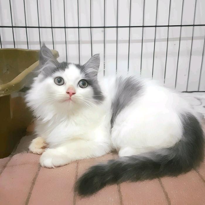 kucing persia betina 2,5 bulan