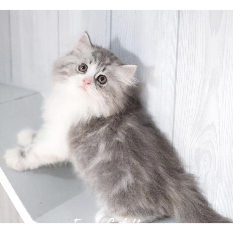 kucing persia kitten mainchoon  peaknose bengal munckhin  british scotis exotis unclecathouse