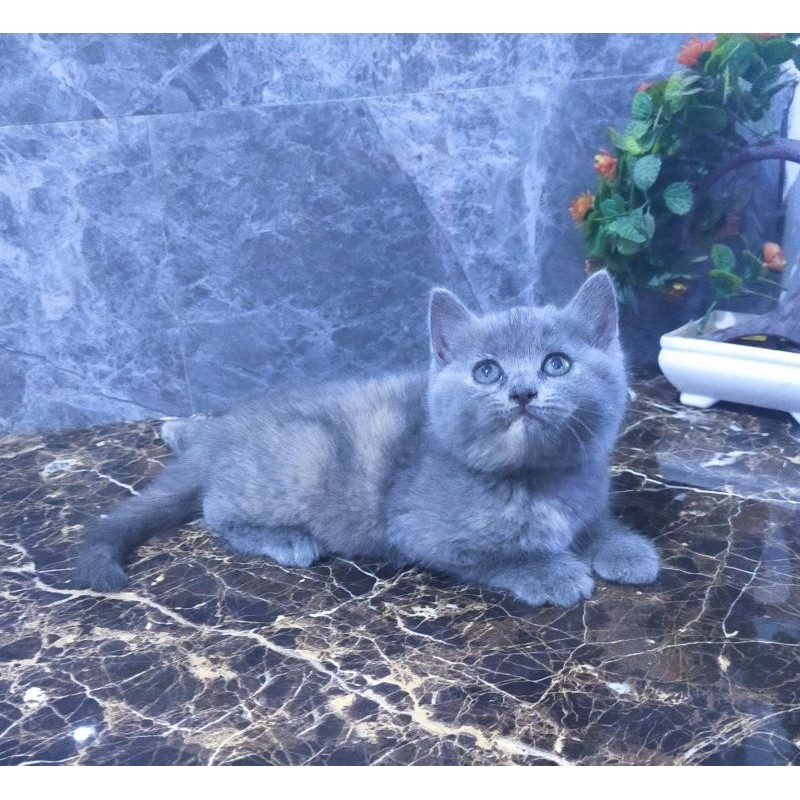 kucing british short hair