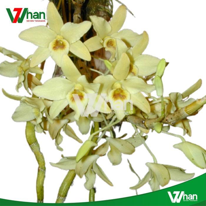 BARU Anggrek dendrobium heterocarpum