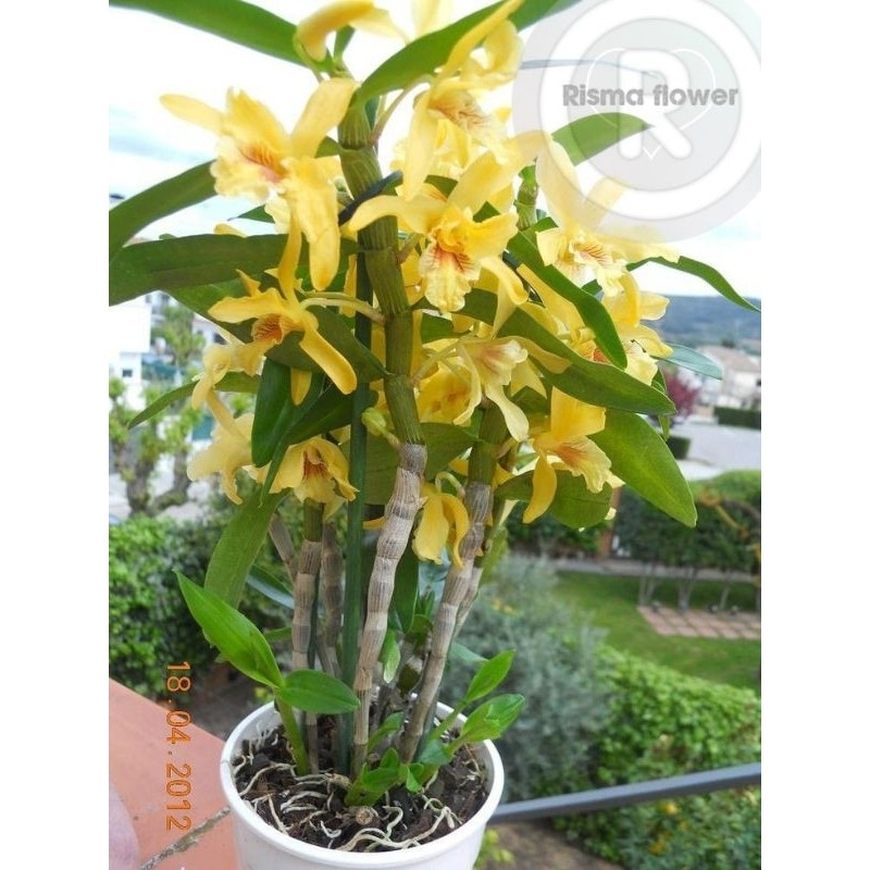 NEW BUNGA ANGGREK DENDROBIUM JUMBO KUNING / TANAMAN HIAS ANGGREK DENDROBIUM JUMBO / POHON ANGGREK DE