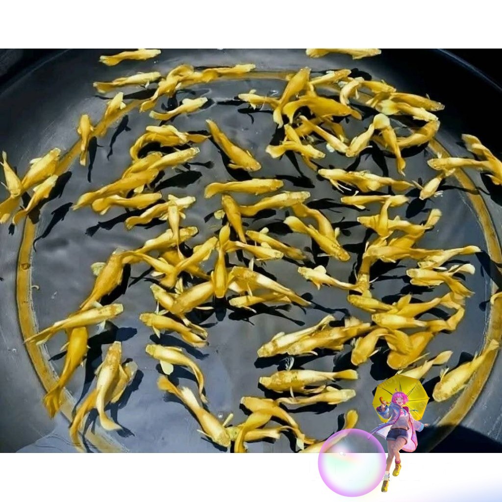 Guppy Full Gold Platinum Line lokal super  gold 25 karat  sepasang