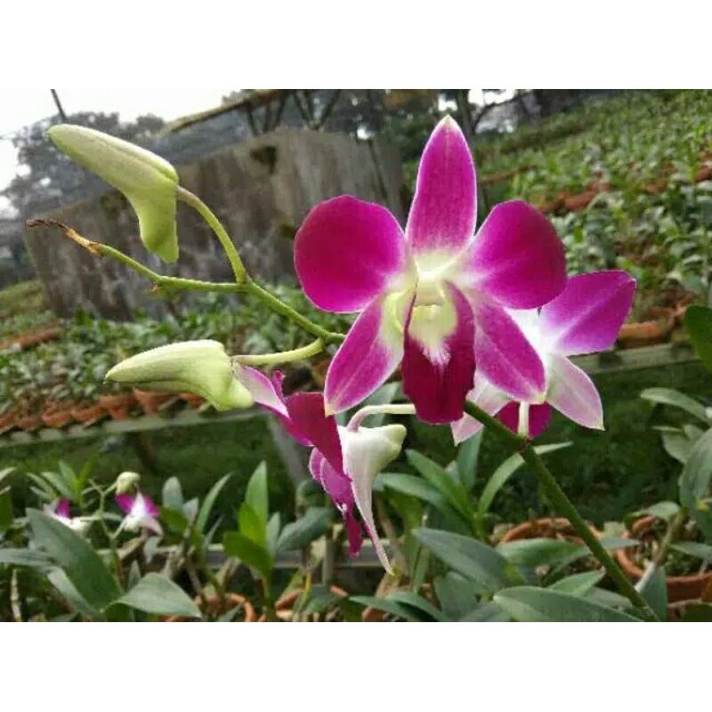Anggrek Dendrobium Sonia Ersakul