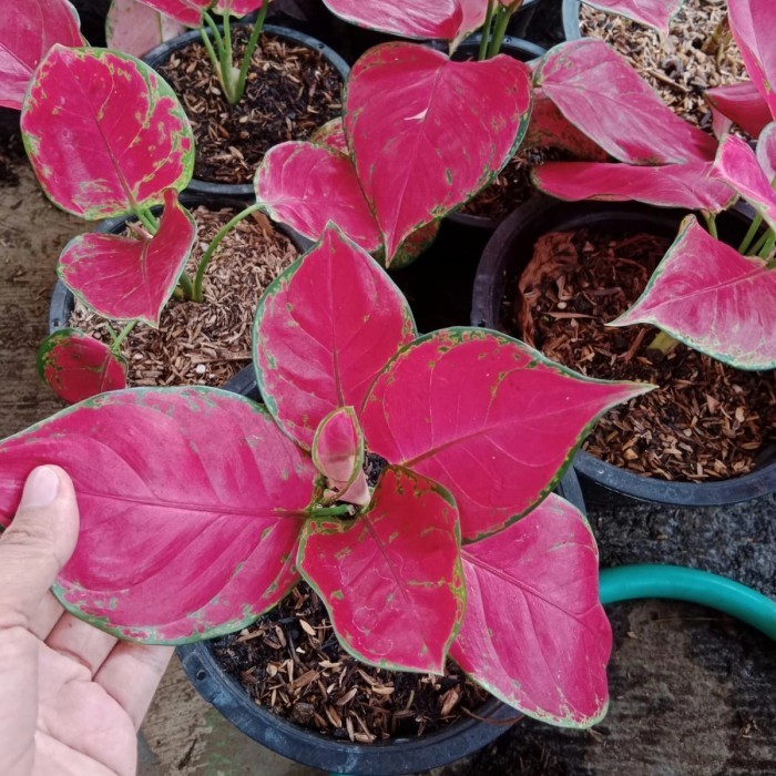 Tanaman Hias Aglonema Red Anjamani, Aglonema red anjamani