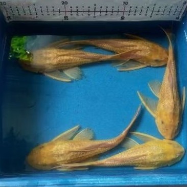 Ikan Sapu Sapu Albino UK 15cm siap buat bersih bersih