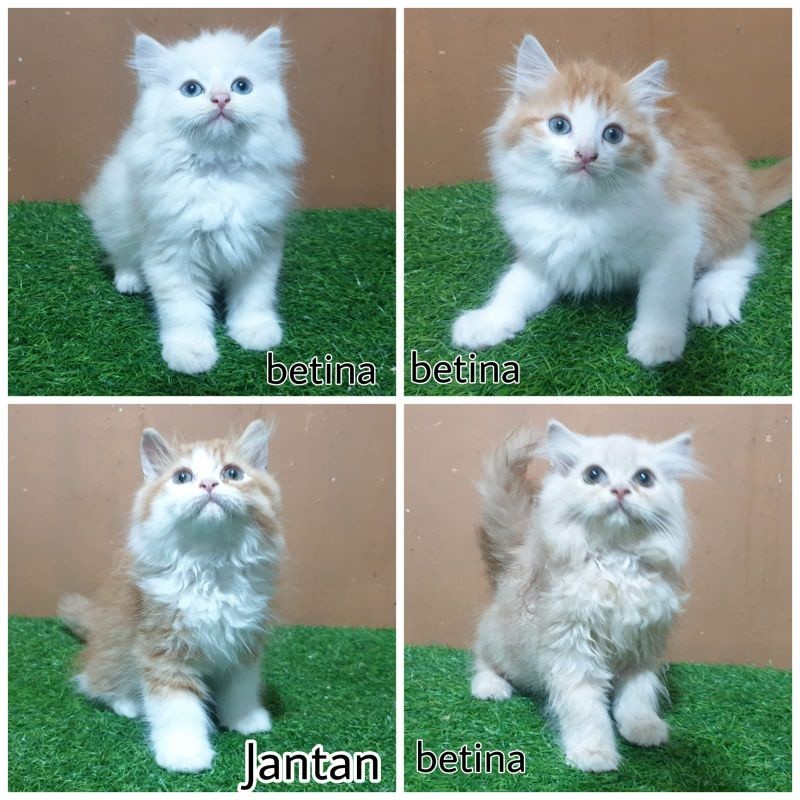 JUAL kitten anak kucing anggora persia angora 2.5 bulan jantan betina bulu super lebat peaknose flat