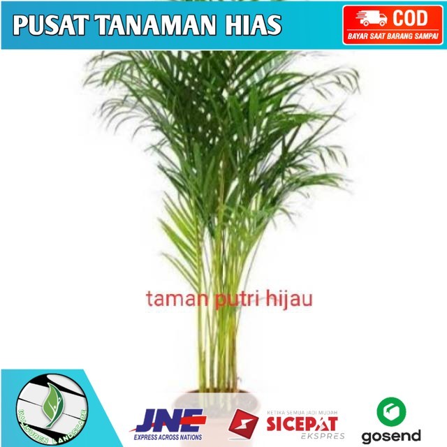 Tanaman hias hidup indoor palem kuning tinggi 50cm - palem kuning-tanaman hidup-tanaman hias hidup-p