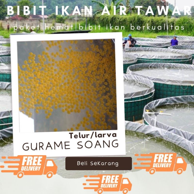 TELUR GURAME SOANG PAKET 900 TELUR GURAME SOANG MURAH LARVA/TULUR BIBIT GURAME SOANG BERKUALITAS