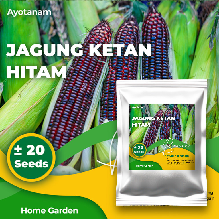 AYOTANAM Benih Jagung Ketan Hitam isi ± 20 Benih