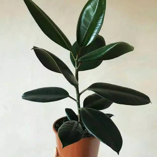 Tanaman hias indoor/outdoor pot karet kebo - tanaman pot ficus elastica karet kebo